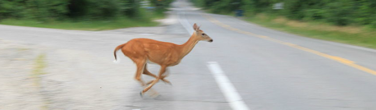 emergency stop for animals on road